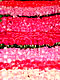 Rose_Bed.JPG