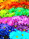 colorful_margaritas.JPG